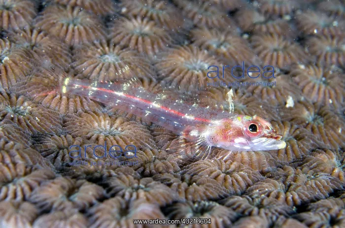 : Longjaw Triplefin (Ucla xenogrammus) on Honeycomb : Longjaw Triplefin (Ucla xenogrammus) on Honeycomb