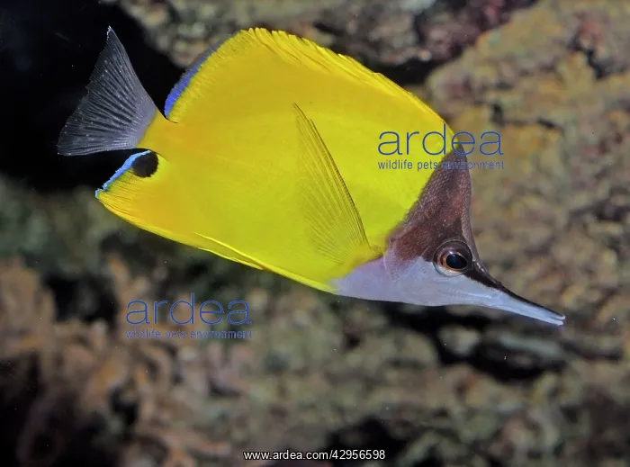 : Longnose Butterfly Fish, Indo-Pacific and Red Sea reefs : Longnose Butterfly Fish, Indo-Pacific and Red Sea reefs