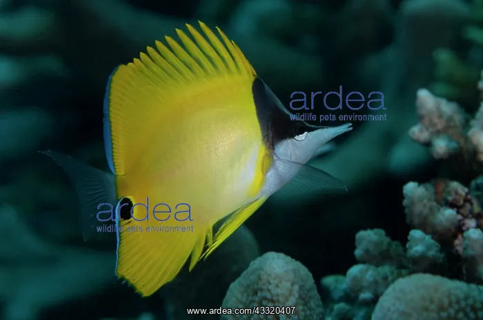 : Longnose Butterflyfish : Longnose Butterflyfish