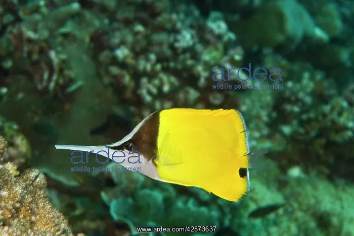  : Longnose Butterflyfish - Sometime seen coloured