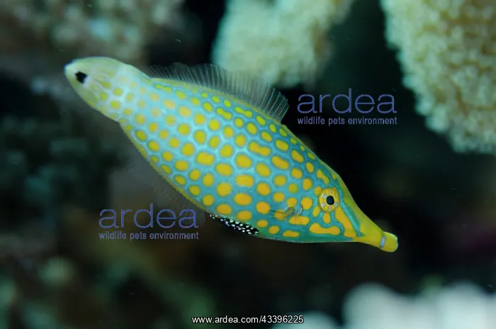 : Longnose Filefish : Longnose Filefish