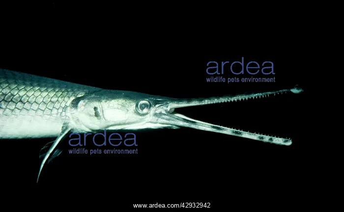: Longnose Gar : Longnose Gar