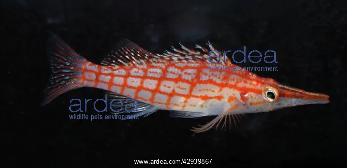 : Longnose Hawkfish : Longnose Hawkfish