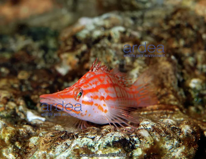 : Longnose Hawkfish : Longnose Hawkfish