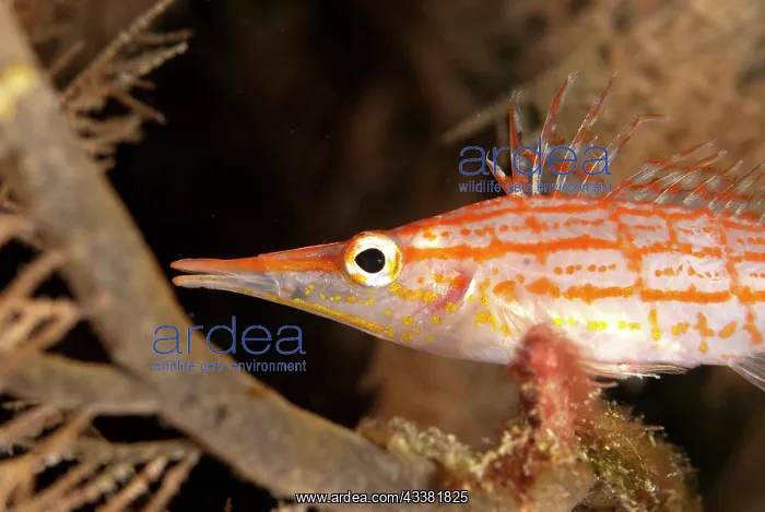 : Longnose Hawkfish : Longnose Hawkfish
