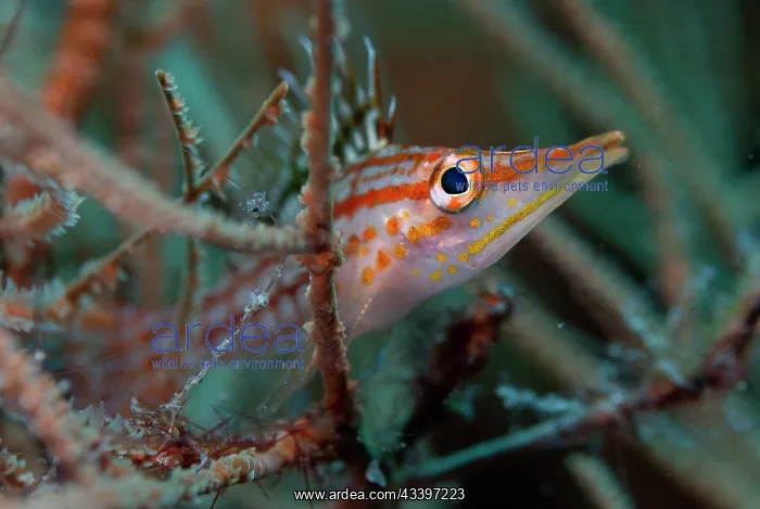 : Longnose Hawkfish : Longnose Hawkfish