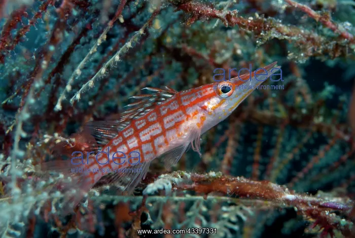: Longnose Hawkfish : Longnose Hawkfish
