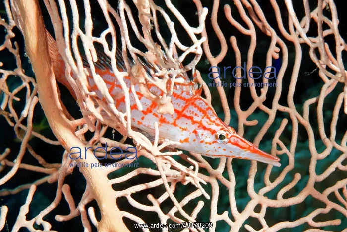: Longnose hawkfish (Oxycirrhites typus) on horn coral : Longnose hawkfish (Oxycirrhites typus) on horn coral