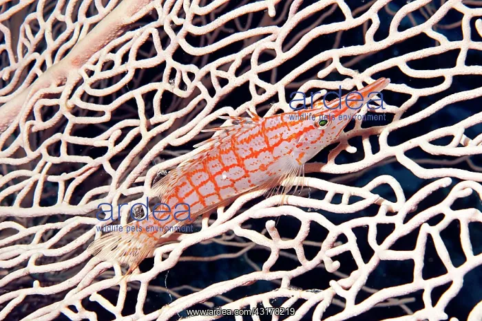 : Longnose hawkfish (Oxycirrhites typus) on horn coral : Longnose hawkfish (Oxycirrhites typus) on horn coral