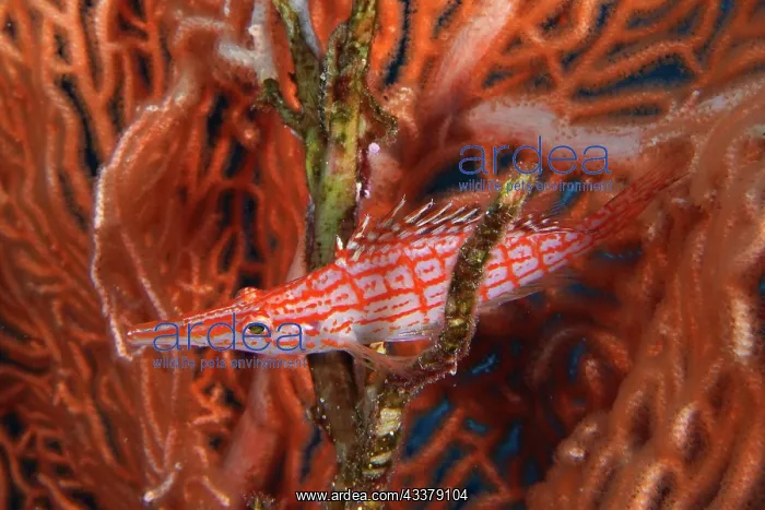 : Longnose hawkfish (Oxycirrhites typus) Longnose : Longnose hawkfish (Oxycirrhites typus) Longnose