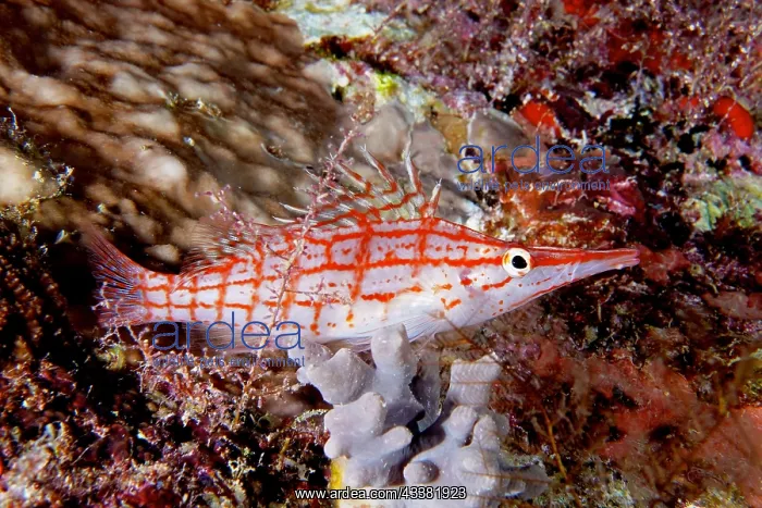 : Longnose hawkfish (Oxycirrhites typus), Longnose : Longnose hawkfish (Oxycirrhites typus), Longnose