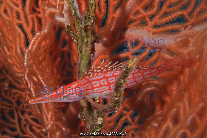 : Longnose hawkfish (Oxycirrhites typus), longnose : Longnose hawkfish (Oxycirrhites typus), longnose