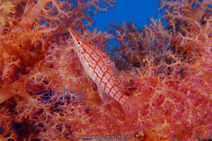 : Longnose hawkfish (Oxycirrhites typus) Longnose : Longnose hawkfish (Oxycirrhites typus) Longnose