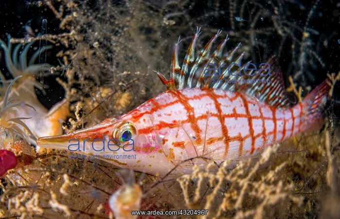 : Longnose hawkfish (Oxycirrhites typus), Raiatea : Longnose hawkfish (Oxycirrhites typus), Raiatea