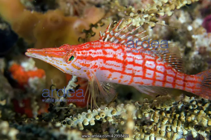  : Longnose Hawkfish - Sardine Reef dive site, Dampier