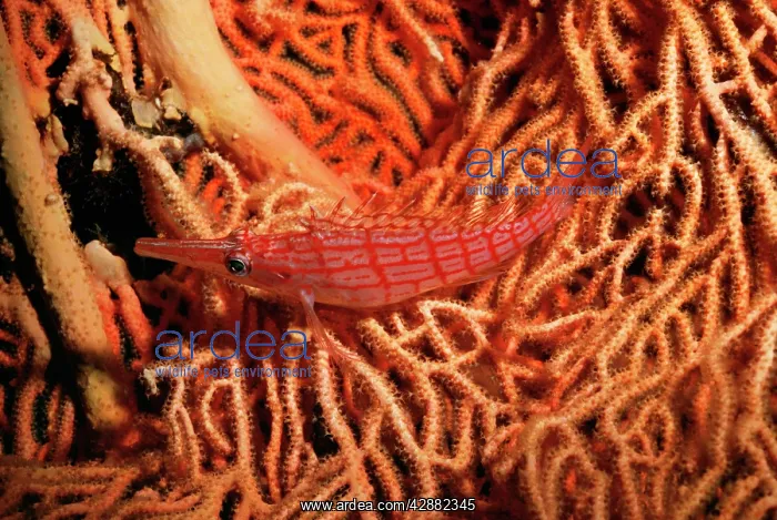 : Longnose / Long-nose Hawkfish : Longnose / Long-nose Hawkfish