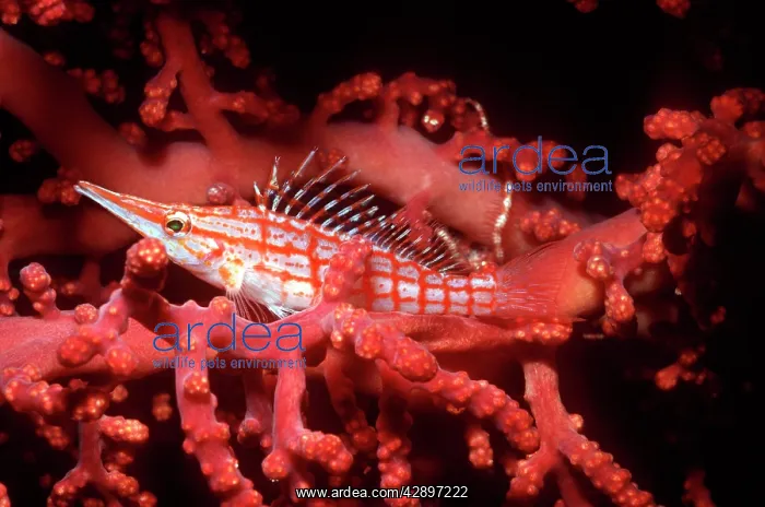: Longnose / Long-nose HAWKFISH - camouflaged in : Longnose / Long-nose HAWKFISH - camouflaged in