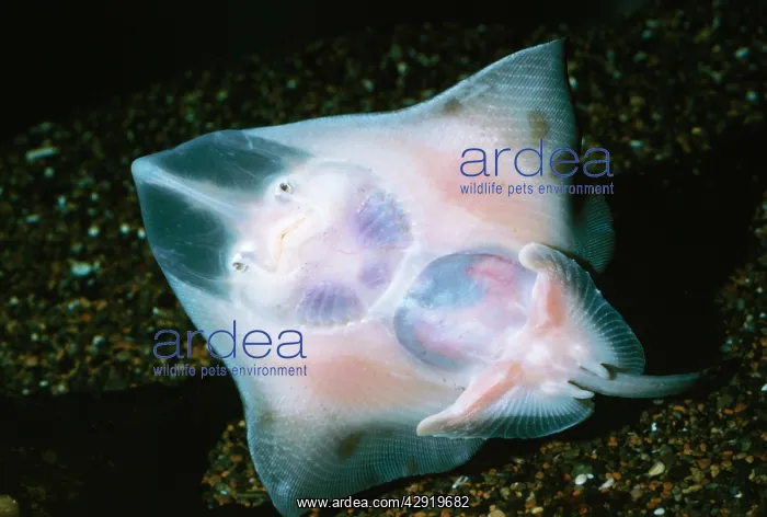 : Longnose Skate : Longnose Skate