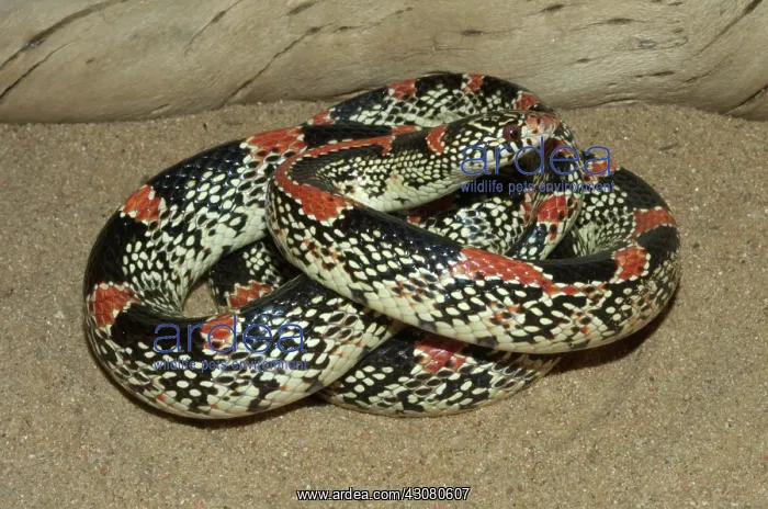 : Longnose Snake : Longnose Snake
