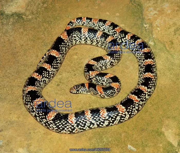 : Longnose Snake : Longnose Snake
