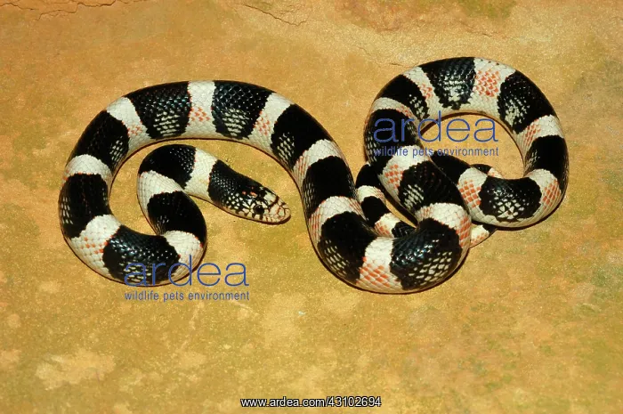 : Longnose Snake : Longnose Snake