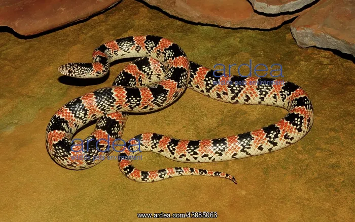  : Longnose Snake (Rhinocheilus lecontei)