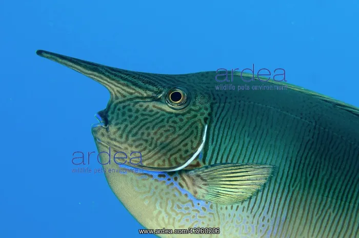 : Longnose Surgeonfish, short-nosed unicornfishes : Longnose Surgeonfish, short-nosed unicornfishes
