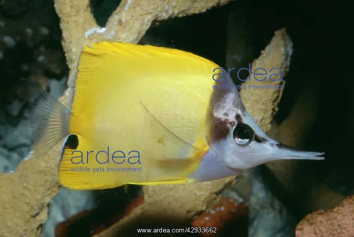 : Longo's / Forceps / Long-nosed / Long Nosed BUTTERFLY FISH : Longo's / Forceps / Long-nosed / Long Nosed BUTTERFLY FISH