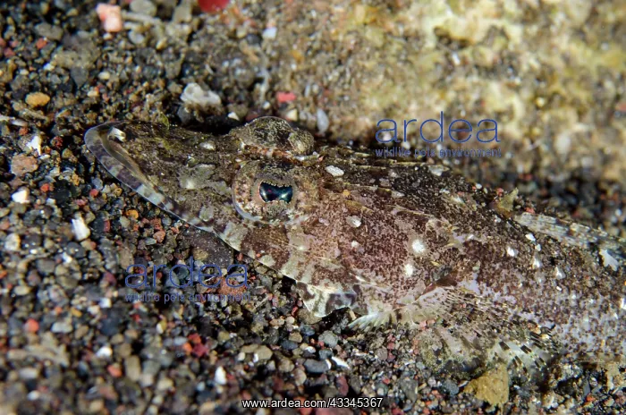 : Longsnout Flathead - Pyramids dive site, Amed, Karangasem : Longsnout Flathead - Pyramids dive site, Amed, Karangasem