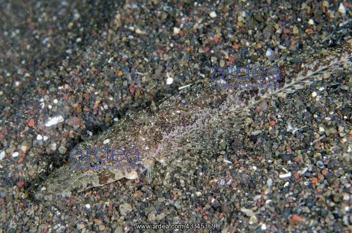 : Longsnout Flathead - Pyramids dive site, Amed, Karangasem : Longsnout Flathead - Pyramids dive site, Amed, Karangasem