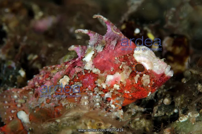 : Longspine Waspfish : Longspine Waspfish
