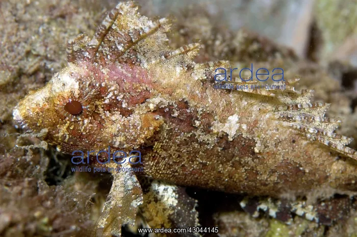  : Longspine Waspfish