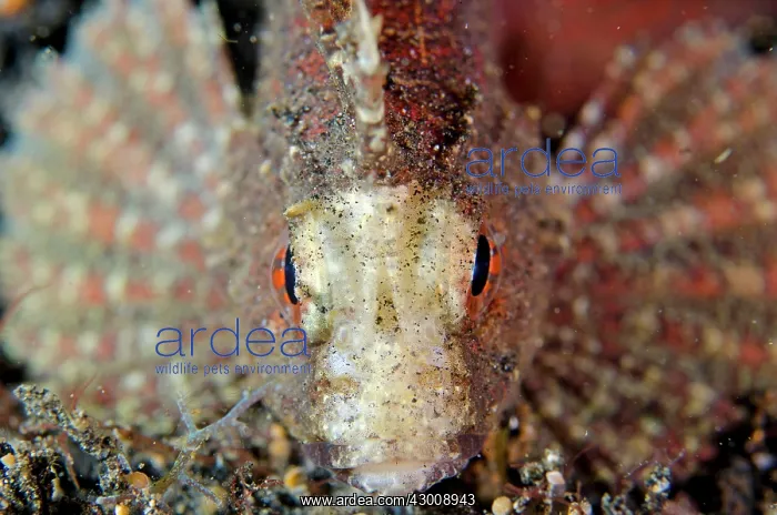 : Longspine Waspfish head-on view on night dive TK1 : Longspine Waspfish head-on view on night dive TK1