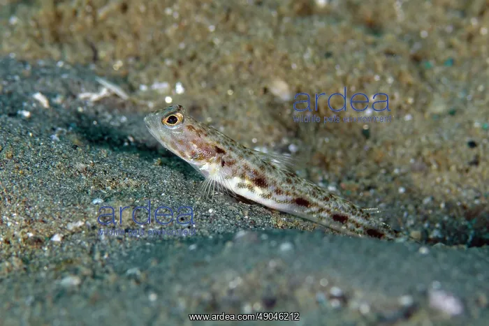 : Longspot Shrimpgoby : Longspot Shrimpgoby