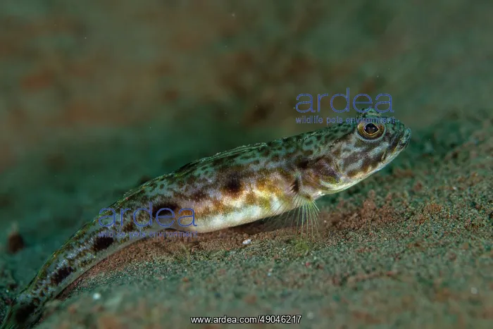 : Longspot Shrimpgoby : Longspot Shrimpgoby