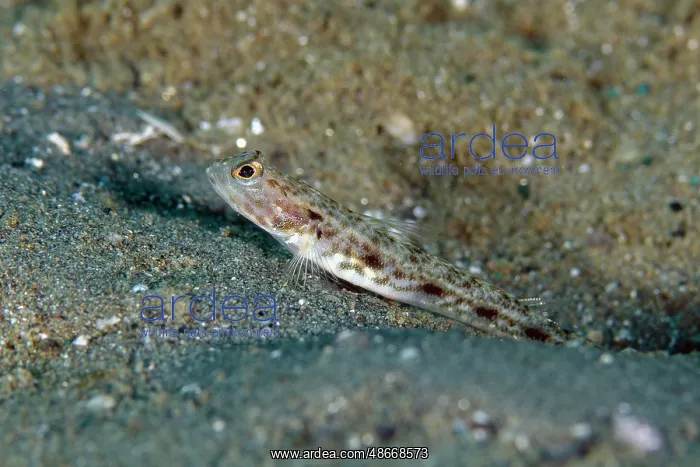 : Longspot Shrimpgoby - Rhino City dive site, Ambon, Maluku : Longspot Shrimpgoby - Rhino City dive site, Ambon, Maluku