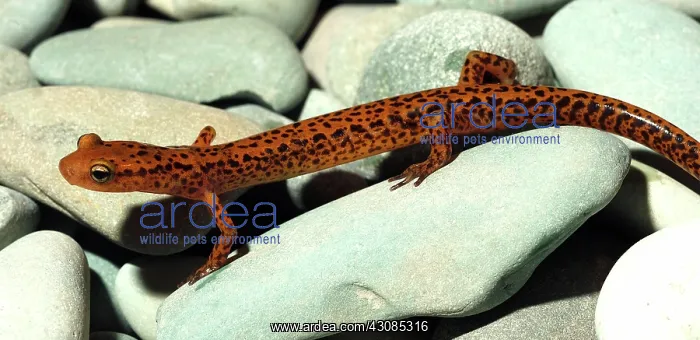 : Longtail Salamander : Longtail Salamander