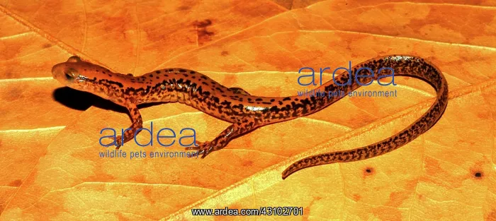: Longtail Salamander : Longtail Salamander