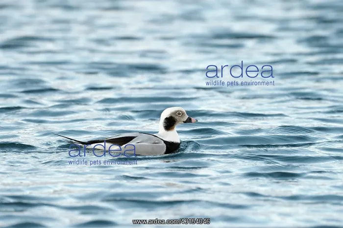  : Longtailed-Duck