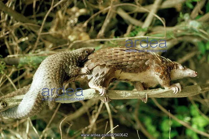  : Longtailed Pangolin