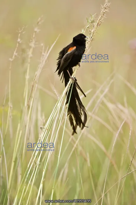 : Longtailed Widow - Male bird perched on grass stems : Longtailed Widow - Male bird perched on grass stems