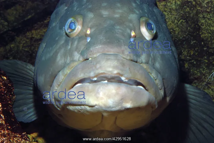  : Longtooth Grouper, offshore Chinese and Japanese waters