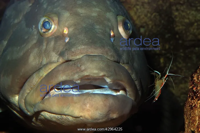 : Longtooth Grouper, offshore Chinese and Japanese waters : Longtooth Grouper, offshore Chinese and Japanese waters