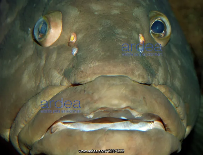 : Longtooth Grouper, offshore Chinese and Japanese waters : Longtooth Grouper, offshore Chinese and Japanese waters