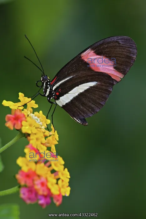 : Longwing butterfly : Longwing butterfly