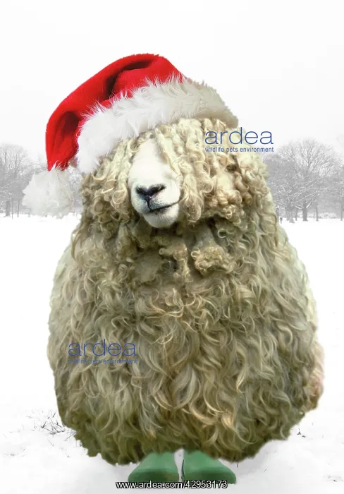 : Longwool Sheep - wellington boots wearing Christmas hat : Longwool Sheep - wellington boots wearing Christmas hat