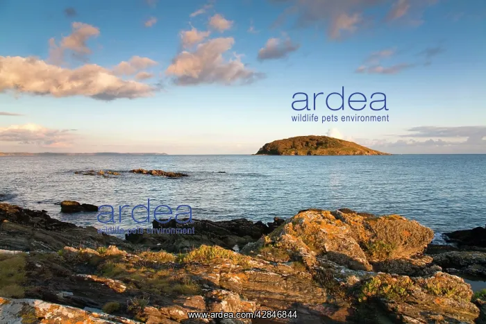 : Looe Island from Hannafore Point : Looe Island from Hannafore Point