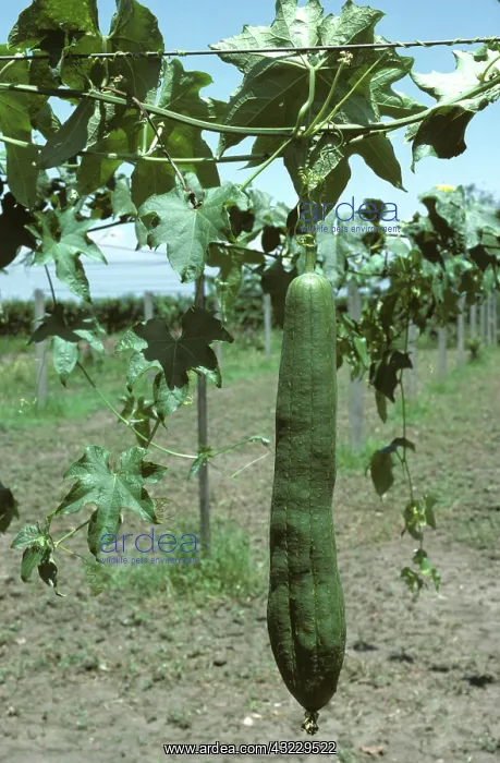 : Loofah (Luffa cylindrica) with fruit : Loofah (Luffa cylindrica) with fruit