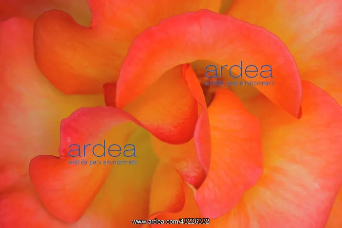: Looiking down at a rose bloom - Woodland : Looiking down at a rose bloom - Woodland