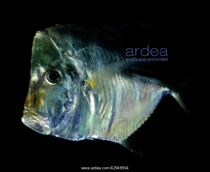 : Lookdown - coastal waters : Lookdown - coastal waters